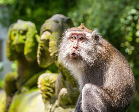 Monkey Forest in Ubud