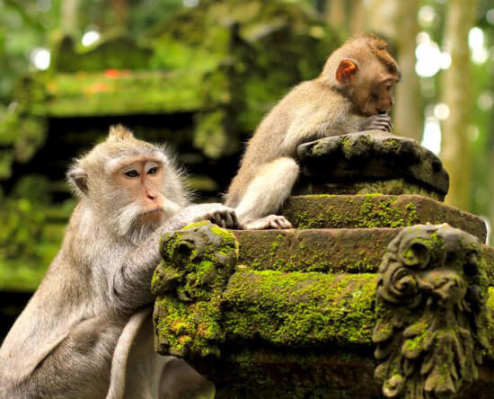 Monkey Forest in Ubud