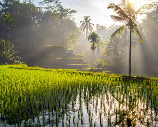 Tegalalang Rice Fields