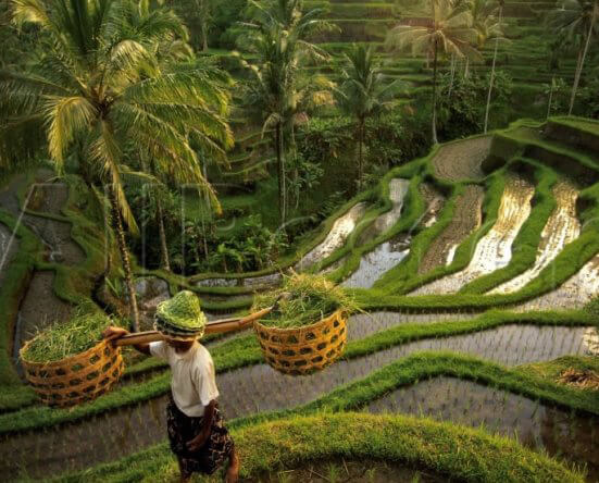 Tegalalang Rice Fields