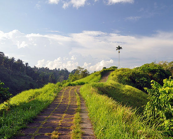 Campuhan Ridge Walk in Ubud