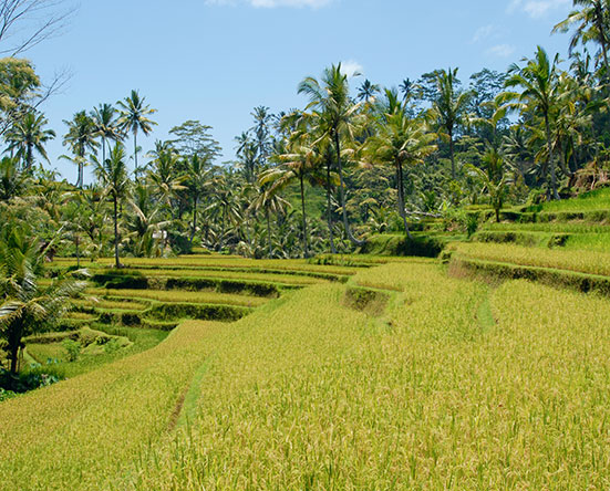 Rice Terraces in Tegalalang