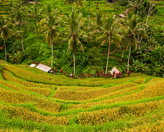 Rice Terraces in Tegalalang