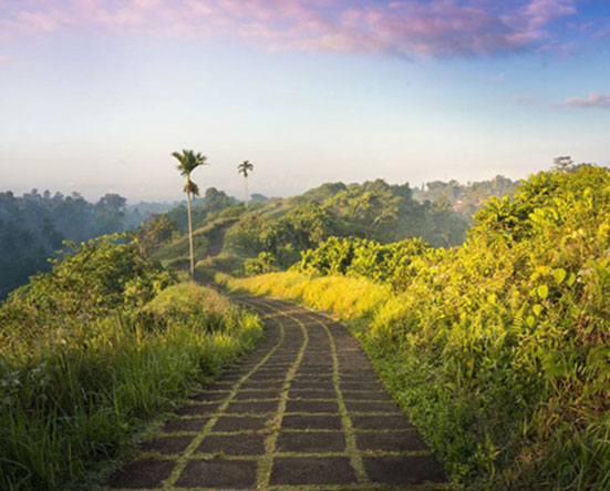 Campuhan Ridge Walk in Ubud