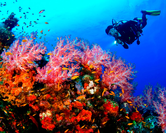 Diving in Bali