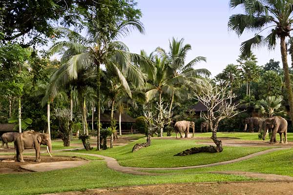 Парк слонов Бали