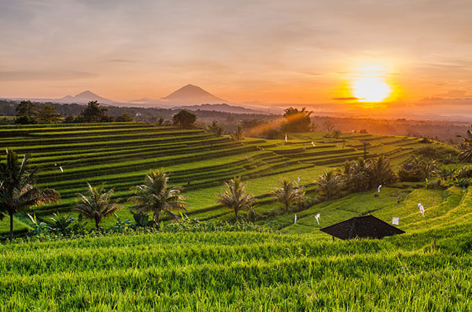 rice terraces bali