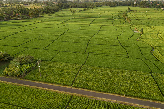 Rice terraces
 bali