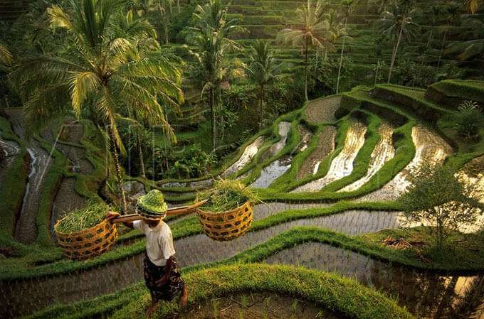 rice terraces bali