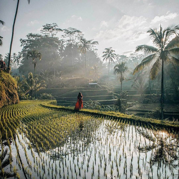 Tegalalang Rice Terraces