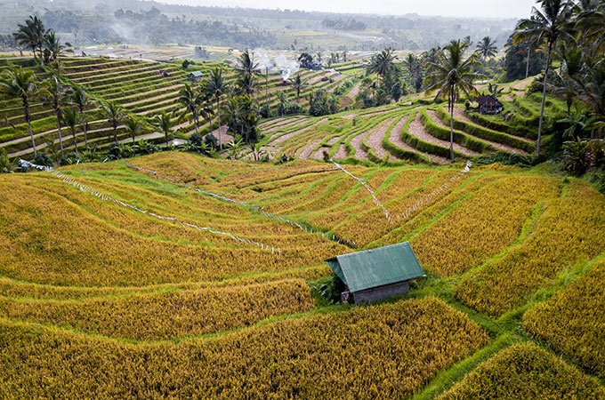 Rice terraces bali