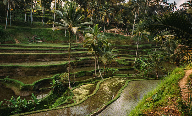 Ubud Bali